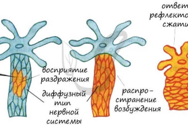 Omg omg onion com зеркало